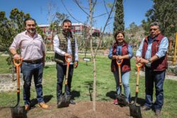 Plantan “Árbol de Fuego” en jardín de Pachuca