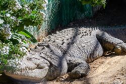 Semana Santa: Zoológico de Tulancingo está listo para recibir a más de 2 mil visitantes