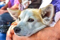 Hidalgo: Dos años de cárcel y multa de 5 mil pesos a quien abandone mascotas