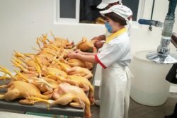 Sin casos de Síndrome de Guillain-Barré en Hidalgo debido a pollo contaminado