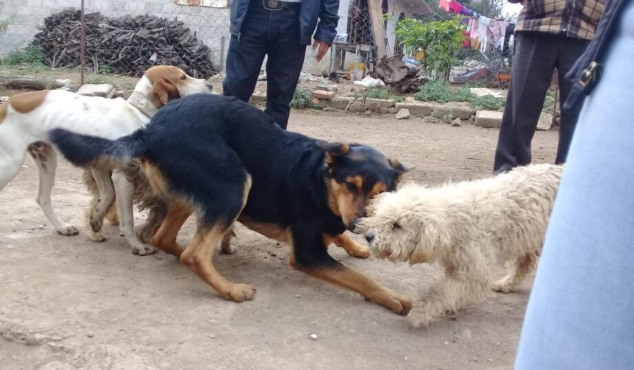 Tulancingo: En seis de cada 10 reportes, vecinos impiden labor del control canino