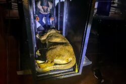 “¡Nos faltan 4!”: dueña agradece al procurador y pide regreso de sus felinos