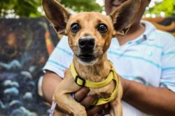 ¿Y los lomitos con quién se quedan? Proponen custodia animal en divorcios en Hidalgo