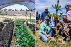 Mineral de la Reforma refuerza programas ambientales y supera metas de reforestación