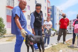 Alcanza Mineral 572 denuncias por maltrato animal; Chavarría y Providencia encabezan