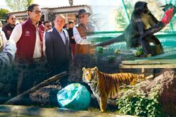 Unidad de Fauna Silvestre de Pachuca cumple 10 años como referente ambiental