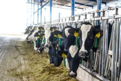 Gusano barrenador provoca caída de 30% en ventas ganaderas en Hidalgo