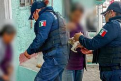Hallan tres perros en abandono y uno muerto en Pachuca; hombre termina detenido