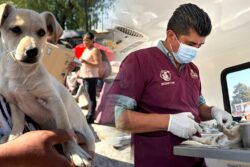 Realiza Tepeji jornada de esterilización; 40 mascotas intervenidas