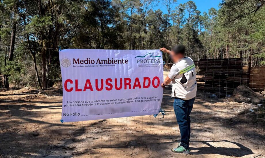 Vecinos alertan y Profepa detiene destrucción de bosque en Zacualtipán
