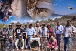 Liberan 16 ejemplares de fauna silvestre rehabilitados en Pachuca