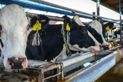 Plaga del gusano barrenador suma 87 casos en Hidalgo; “sin muertes ni sacrificios”: Saderh