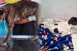 Entre abandono y sufrimiento: rescatan a cuatro perritas desnutridas en Los Tuzos
