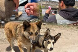 Vacunar es un acto de amor: aplican casi 5 mil dosis antirrábicas en Tepeji