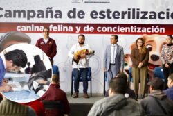 En Tepeji del Río, 70 por ciento de perros y gatos viven en situación de calle