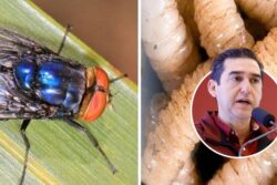 Gusano barrenador en Hidalgo: suman más de 200 casos y llaman a no alarmarse