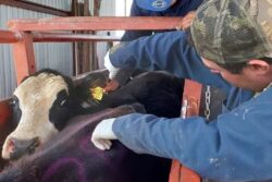 Pide diputado atención urgente a plaga del gusano barrenador en Hidalgo