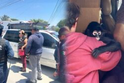 Rescatan a mono araña en Actopan y detienen a dos personas