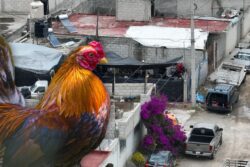 Desmantelan pelea de gallos clandestina en Pachuca; 37 detenidos