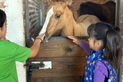 Equinoterapia rompe barreras en Hidalgo: Horse Riders ha cambiado la vida de 2 mil personas