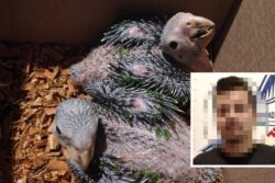 Cae vendedor de fauna ilegal en Mineral de la Reforma: traficaba pericos protegidos