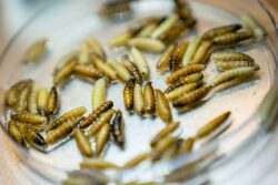 Alerta en Hidalgo: confirman primer caso en humano de gusano barrenador