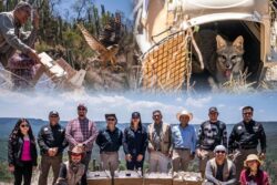 Unidad de Rehabilitación de Fauna Silvestre de Pachuca libera 11 ejemplares en Metztitlán