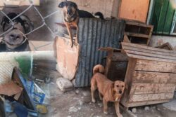 Denuncia por hacinamiento de perros desata controversia en Mineral; autoridades aclaran