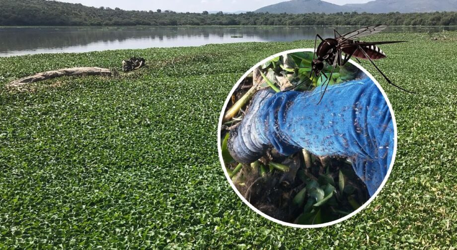 “Es un infierno”: mosquitos rebasan a Tepetitlán y exigen eliminar lirio en presa Endhó