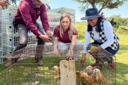 Tepeji apuesta por el autoempleo femenino con entrega de 100 paquetes de aves