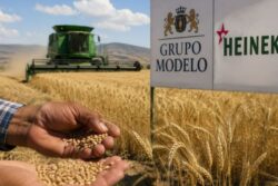 Hidalgo presiona a Grupo Modelo y Heineken por mejor precio de la cebada