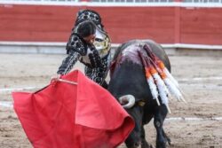 Congreso definirá más adelante costo y organización de consulta sobre tauromaquia