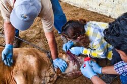 Ixmiquilpan registra 14 casos de gusano barrenador; cuatro siguen activos