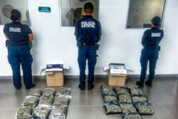 Descubren 20 paquetes con marihuana en empresa de envíos en Mineral de la Reforma; iban a CDMX