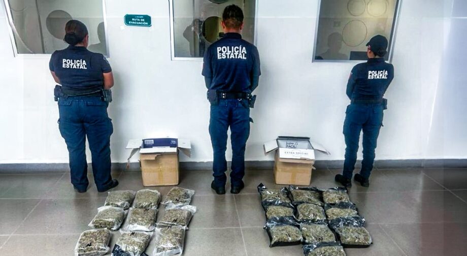 Descubren 20 paquetes con marihuana en empresa de envíos en Mineral de la Reforma; iban a CDMX