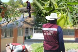 Huertos escolares dan frutos y fortalecen educación ambiental en Tepeji