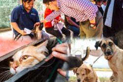 Pachuca supera las 7 mil atenciones veterinarias en el primer semestre de 2026