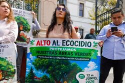 Semarnath descarta tala masiva; sólo retirarán cuatro árboles enfermos en Fomento Minero