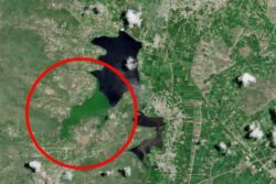 Conagua asegura que el lirio acuático ya ocupa menos de la mitad de la presa Endhó