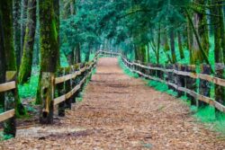El bosque no está en venta