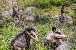 Pachuca devuelve 32 animales a su hábitat natural; suma 76 liberaciones en 2026