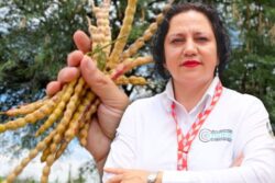 Investigadora del ITSOEH obtiene patente por innovador aprovechamiento del mezquite