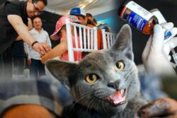 Pachuca suma más de 9 mil acciones a favor del bienestar animal en siete meses