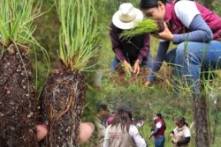 Reforestarán El Camaleón con 2 mil pinos tras afectaciones por gusano descortezador