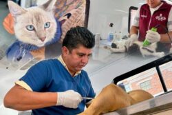 Esterilizan perros y gatos para frenar sobrepoblación en Tepeji