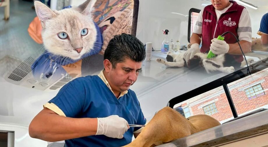 Esterilizan perros y gatos para frenar sobrepoblación en Tepeji