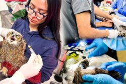 Pachuca destaca a nivel nacional con programa de formación profesional en la Unidad de Fauna
