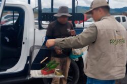 Profepa asegura pericos y restos de fauna silvestre en tianguis de Actopan; un detenido