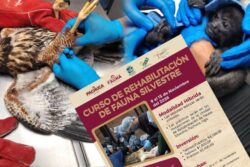 Pachuca abre curso para aprender a atender y rehabilitar fauna silvestre