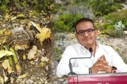 Detectan corte ilegal de 150 biznagas en Ixmiquilpan; Profepa investiga